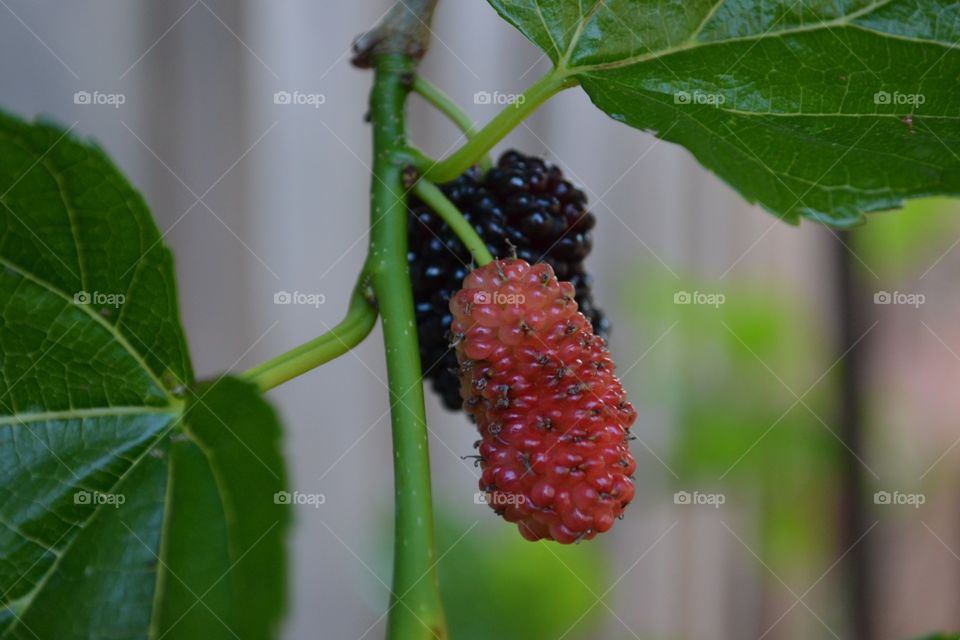 Mulberry Bush Fruit Australia. The fruit of the mulberry bush, a mulberry of course. When a mulberry turns black, it is ripe and ready, and healthy!