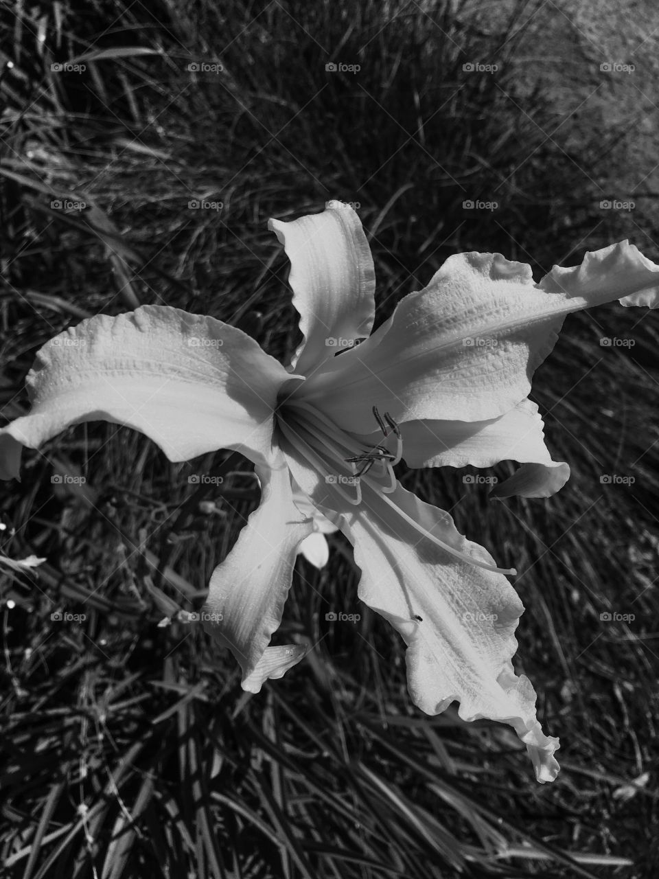 Lily black and white