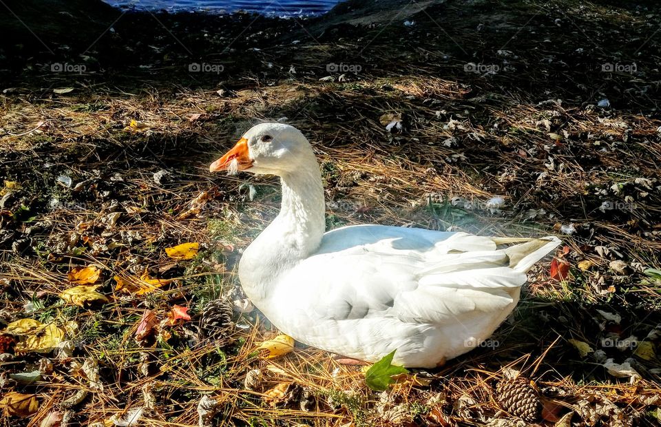 greetings and salutations