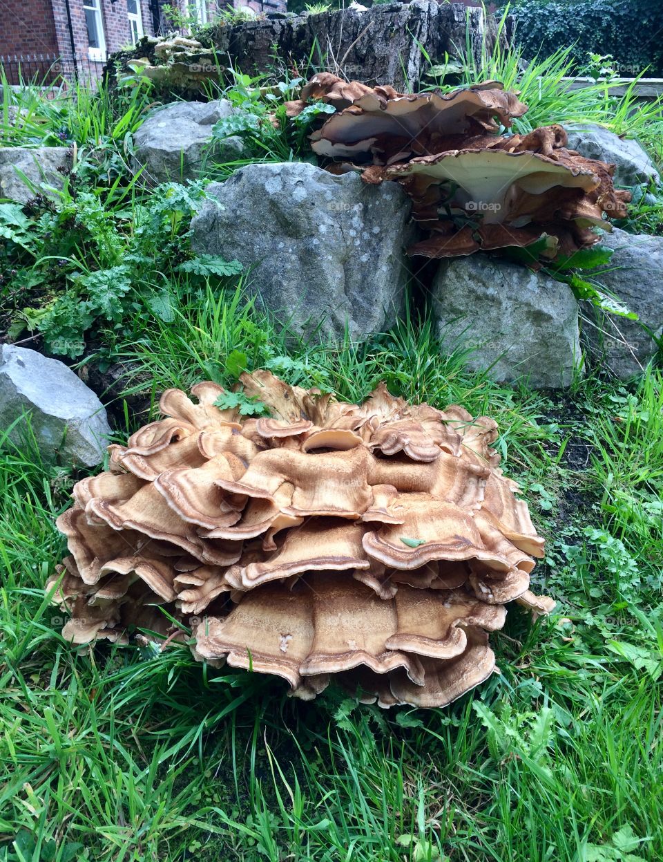 Family fungi tree stump very strong 