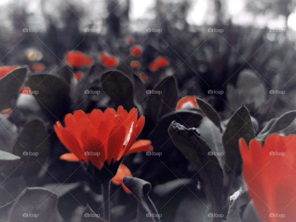 Orange Flower in the Evening