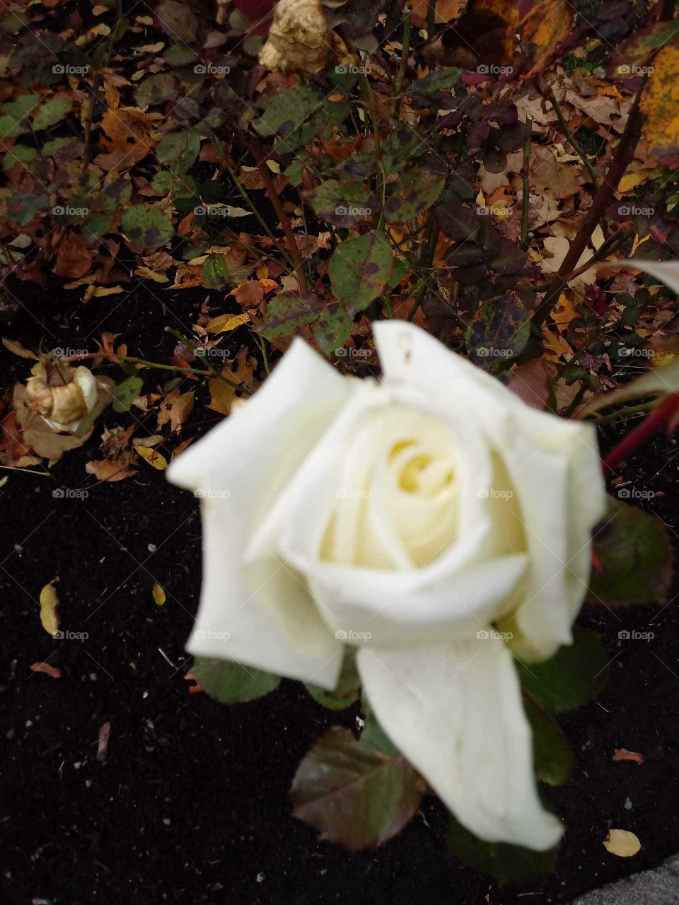 White Rose