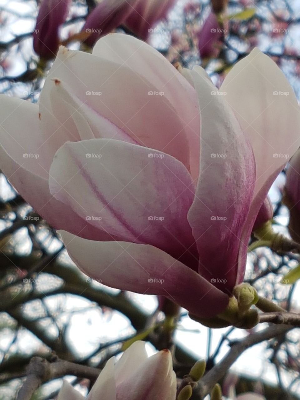 Magnolia, Flower, Nature, Flora, Tree