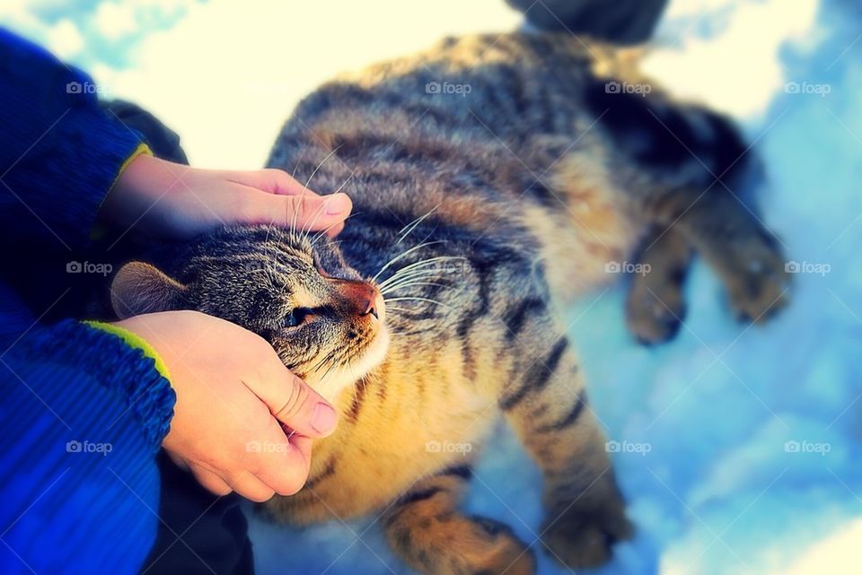 Hands and cat