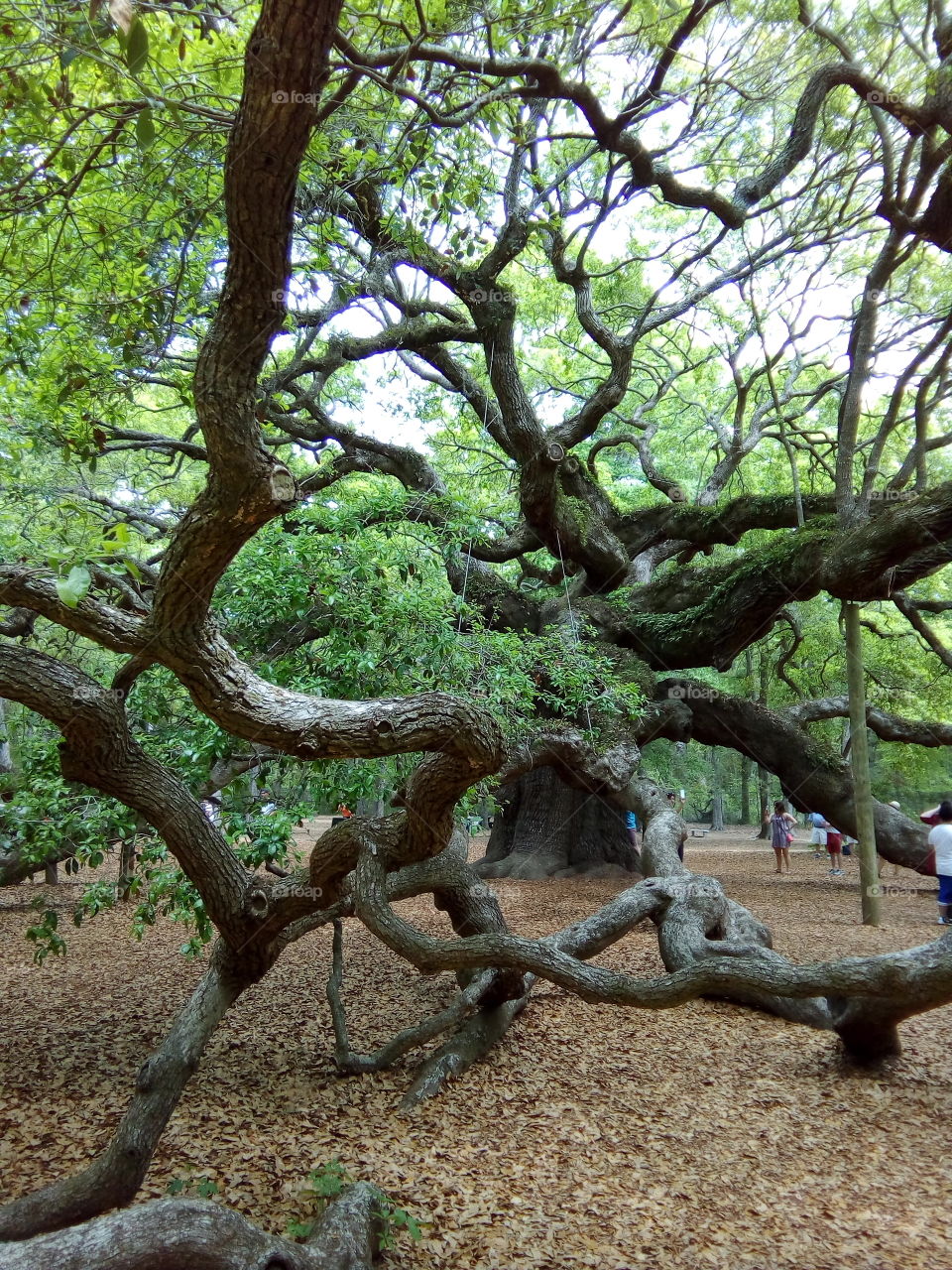 дуб ангела Южная Каролина США