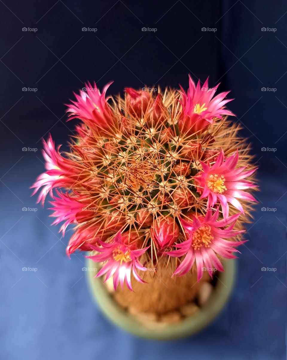 blooming cactus flowers mobile photography