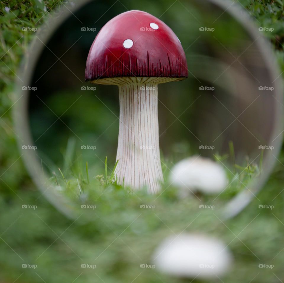 Conceptual Mushroom Product in Nature through a Mirror