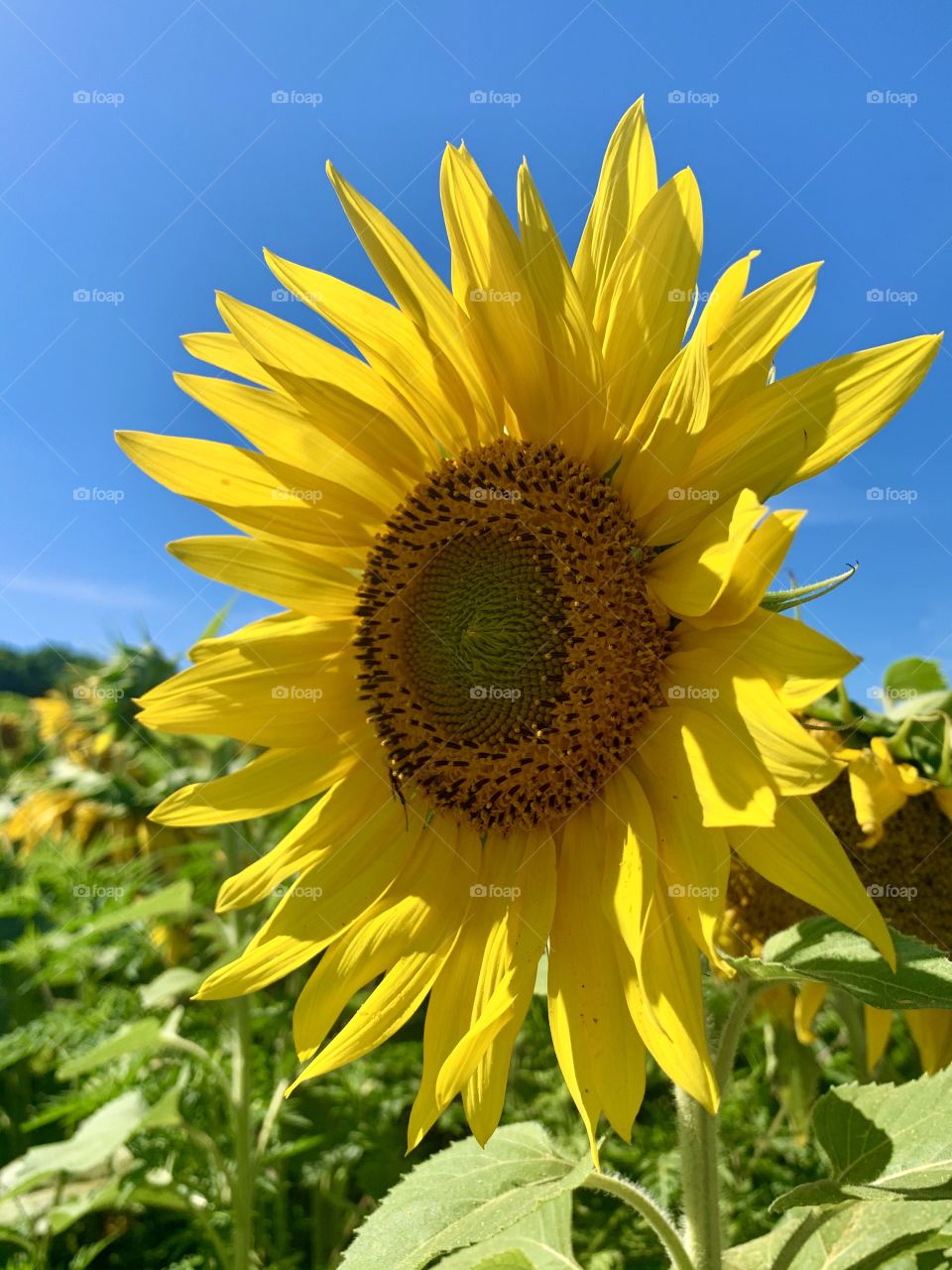 Sunflower standout