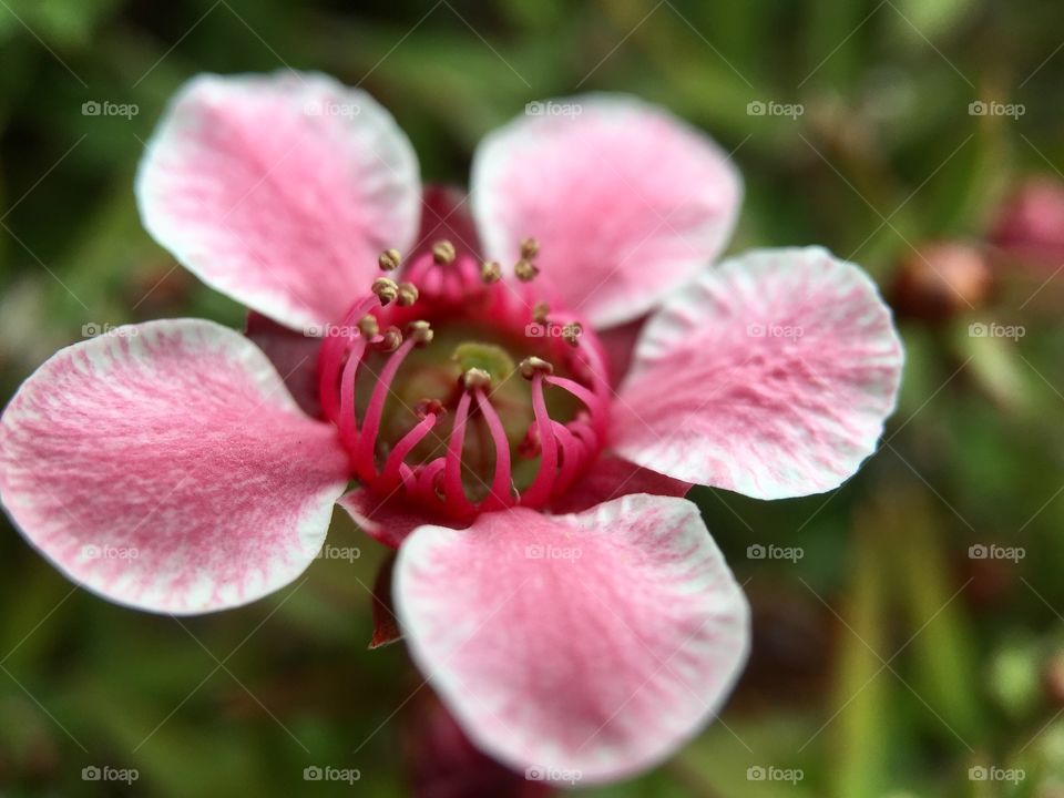 Pink Flower. Macro 