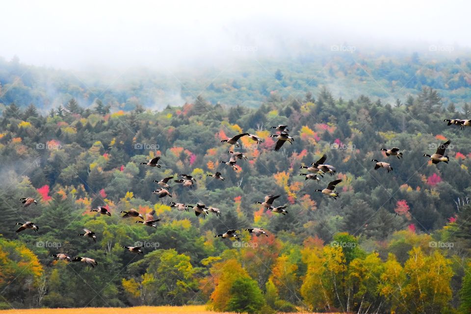 Fall foliage with geese flying