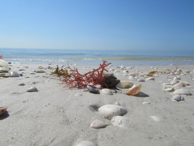 Sea Shells