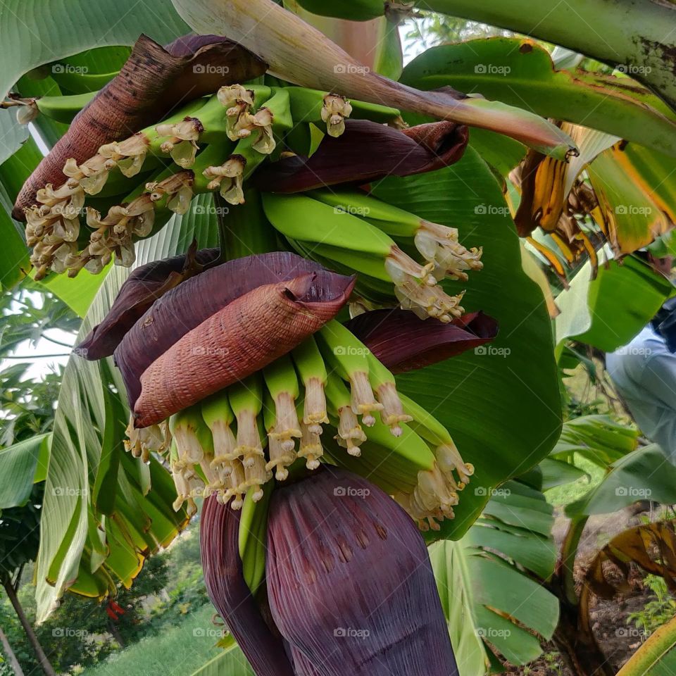 Bananas are one of the most popular fruits worldwide. They contain essential nutrients that can have a protective impact on health.