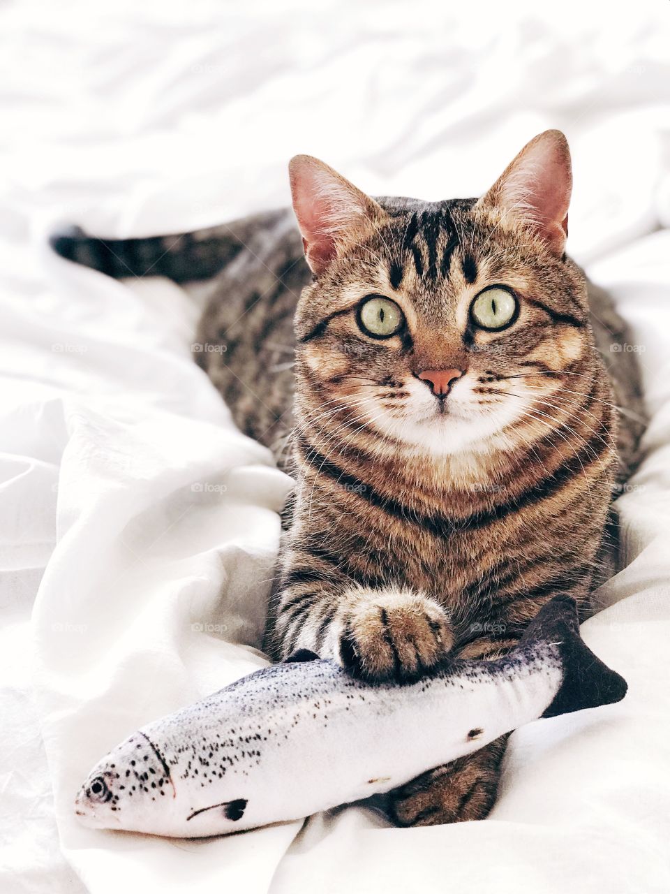 Beautiful cat portrait with toy