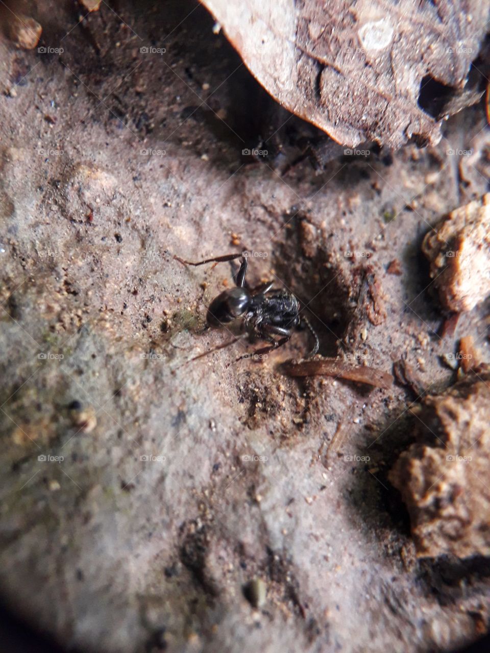 macro animal wildlife ant nature small little