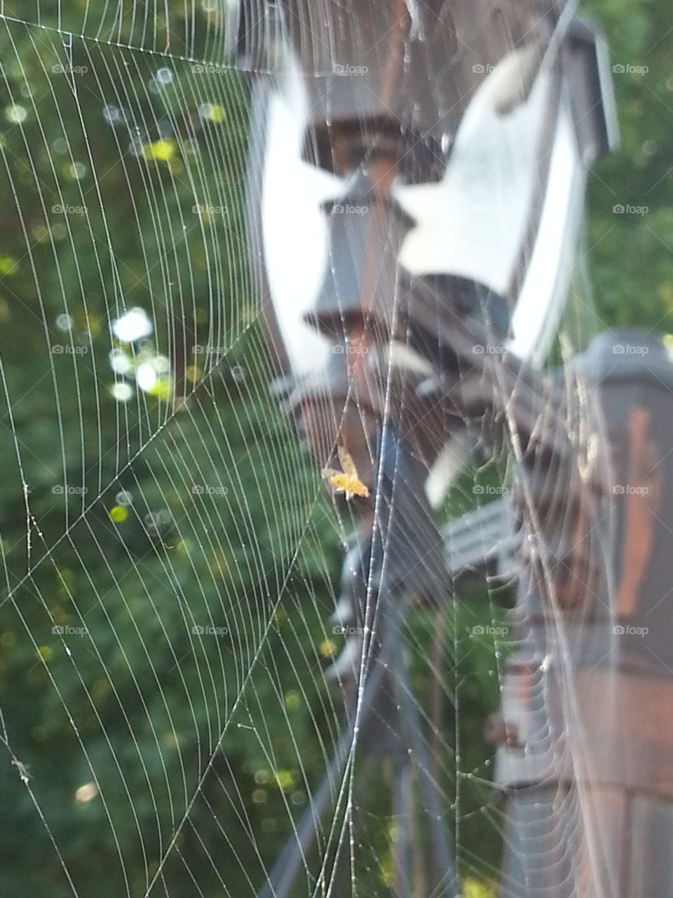 Spiderweb on Lamp-post