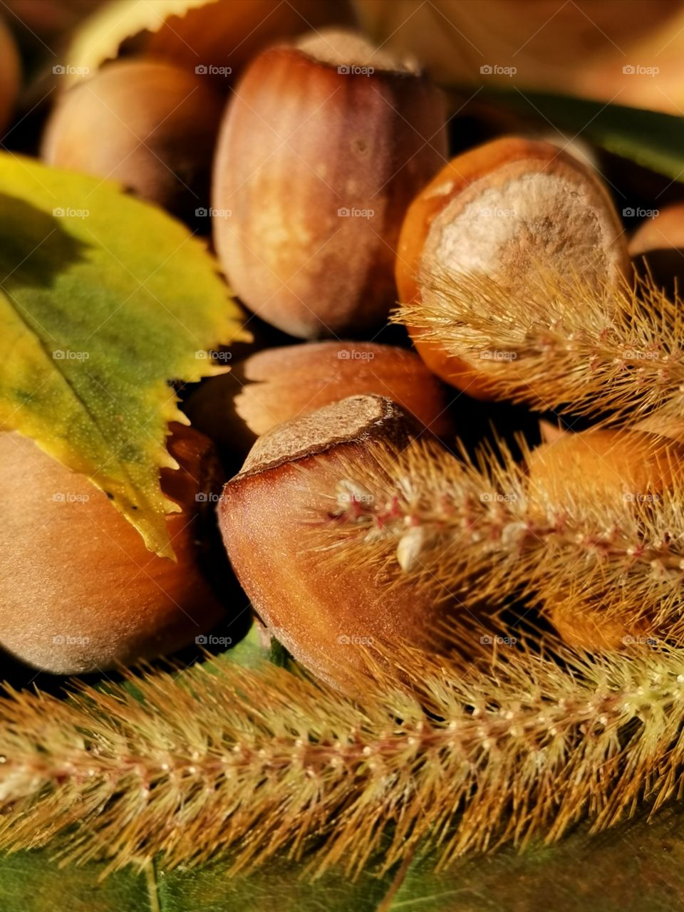 Hazelnuts