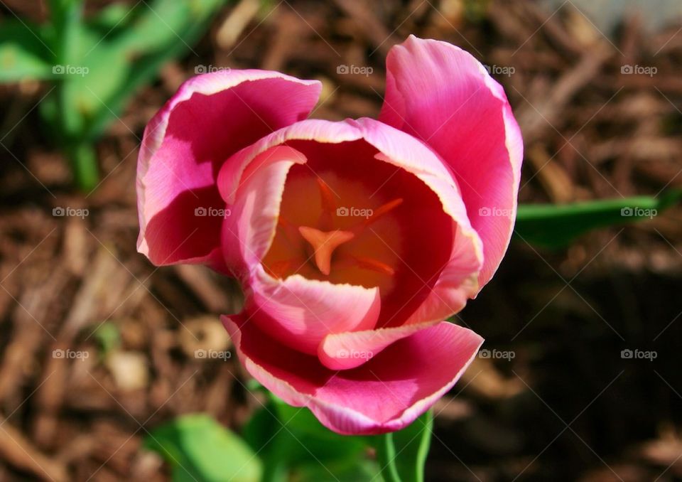 Lavender Tulip