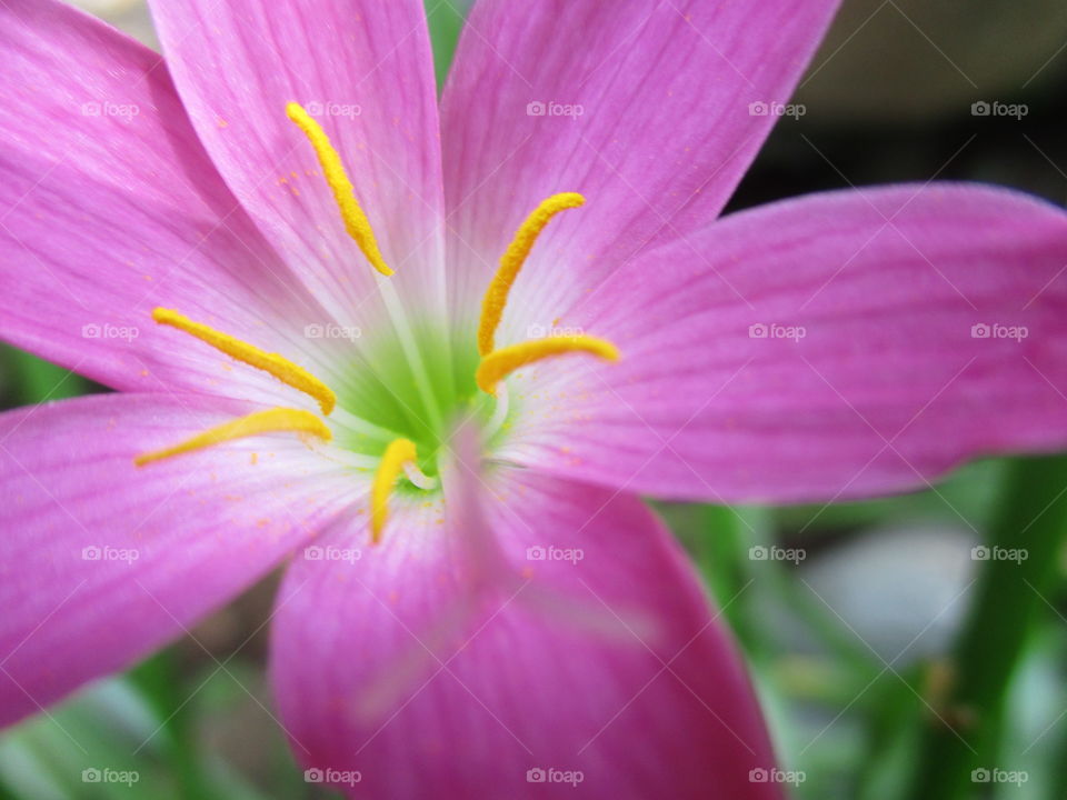 petal flower on pink