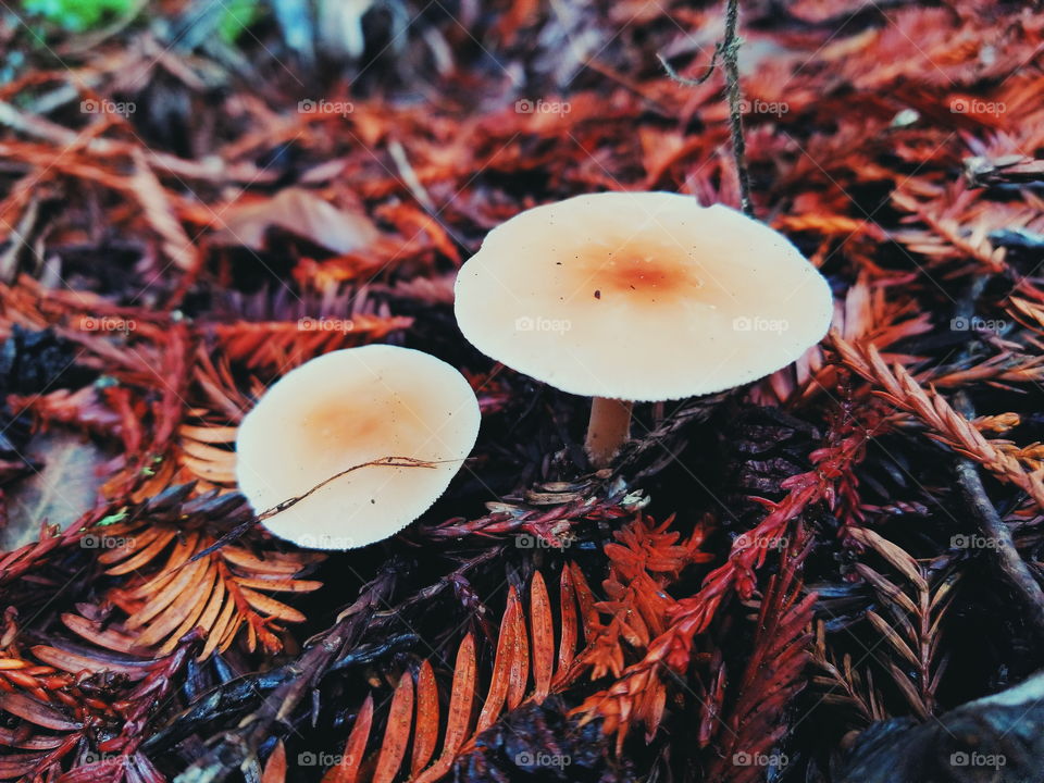 mushrooms