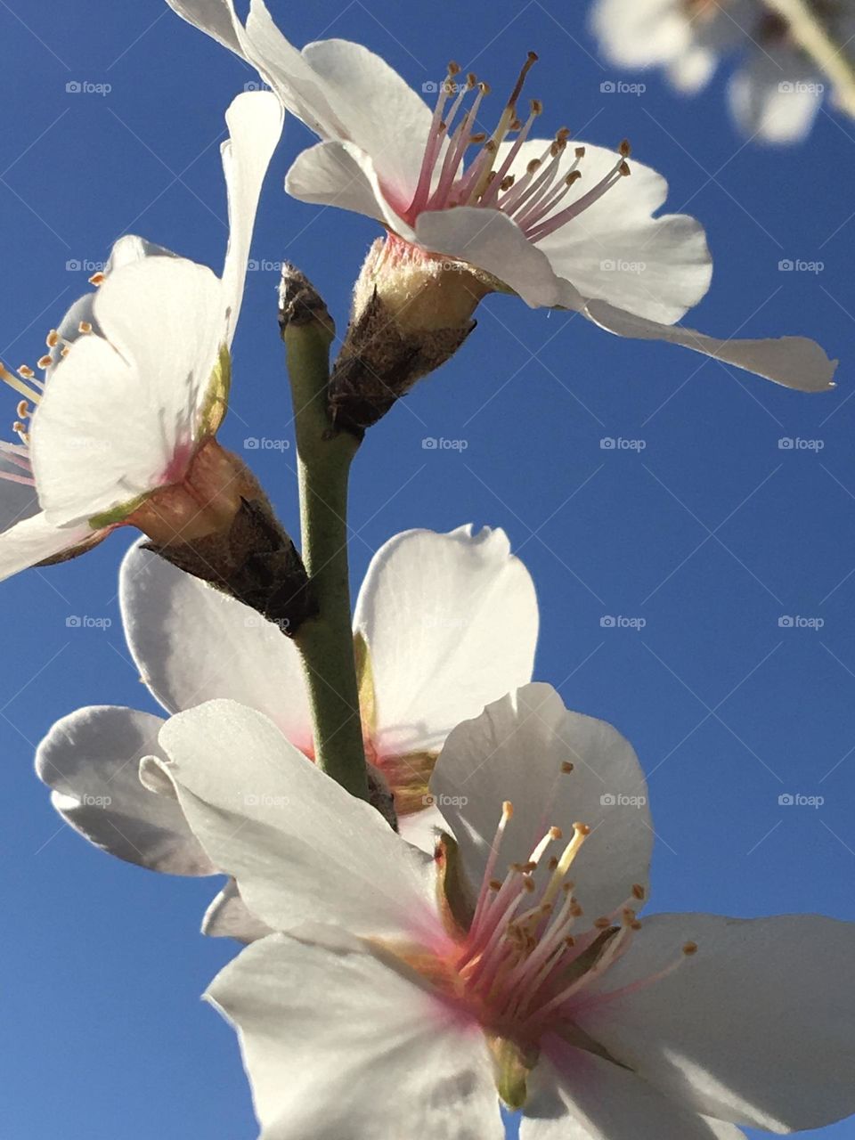Sun on fresh almond tree flowers
