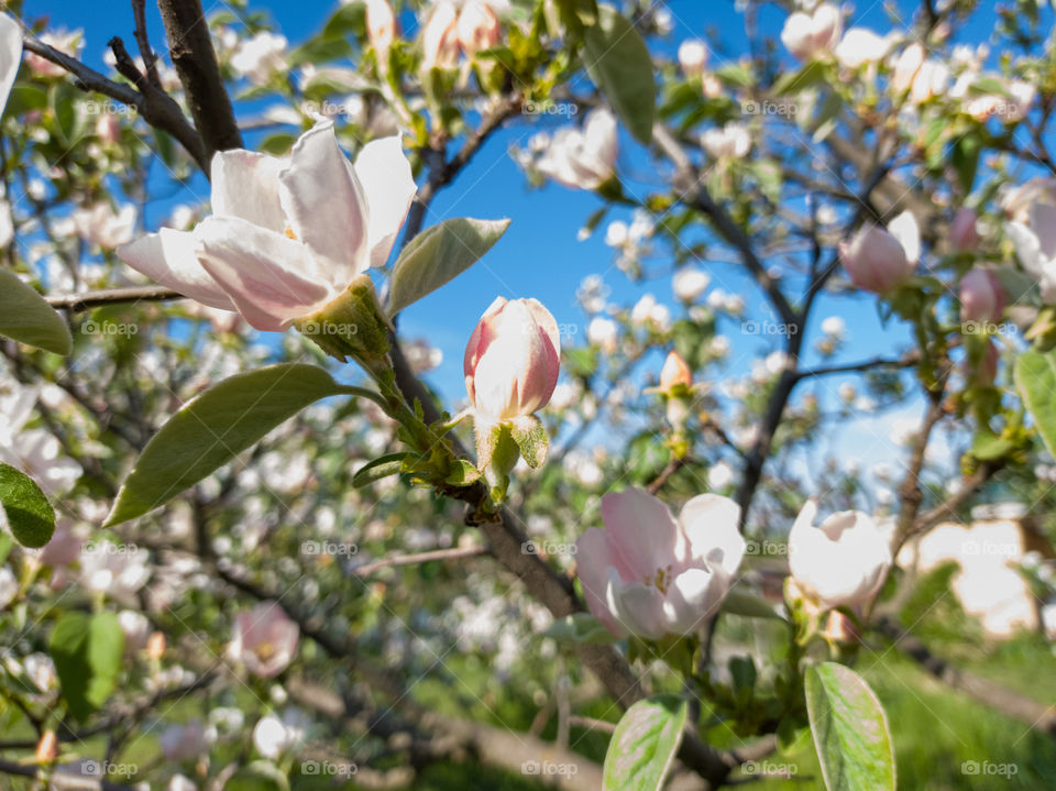 The color of quince. May. Garden. Pink flowers.