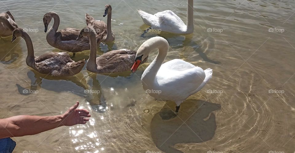 swans family and person hand