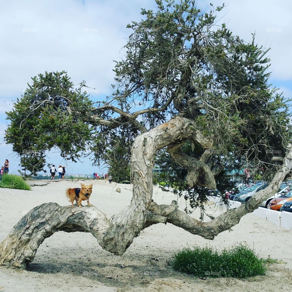 Dog resting on tree at dog beach