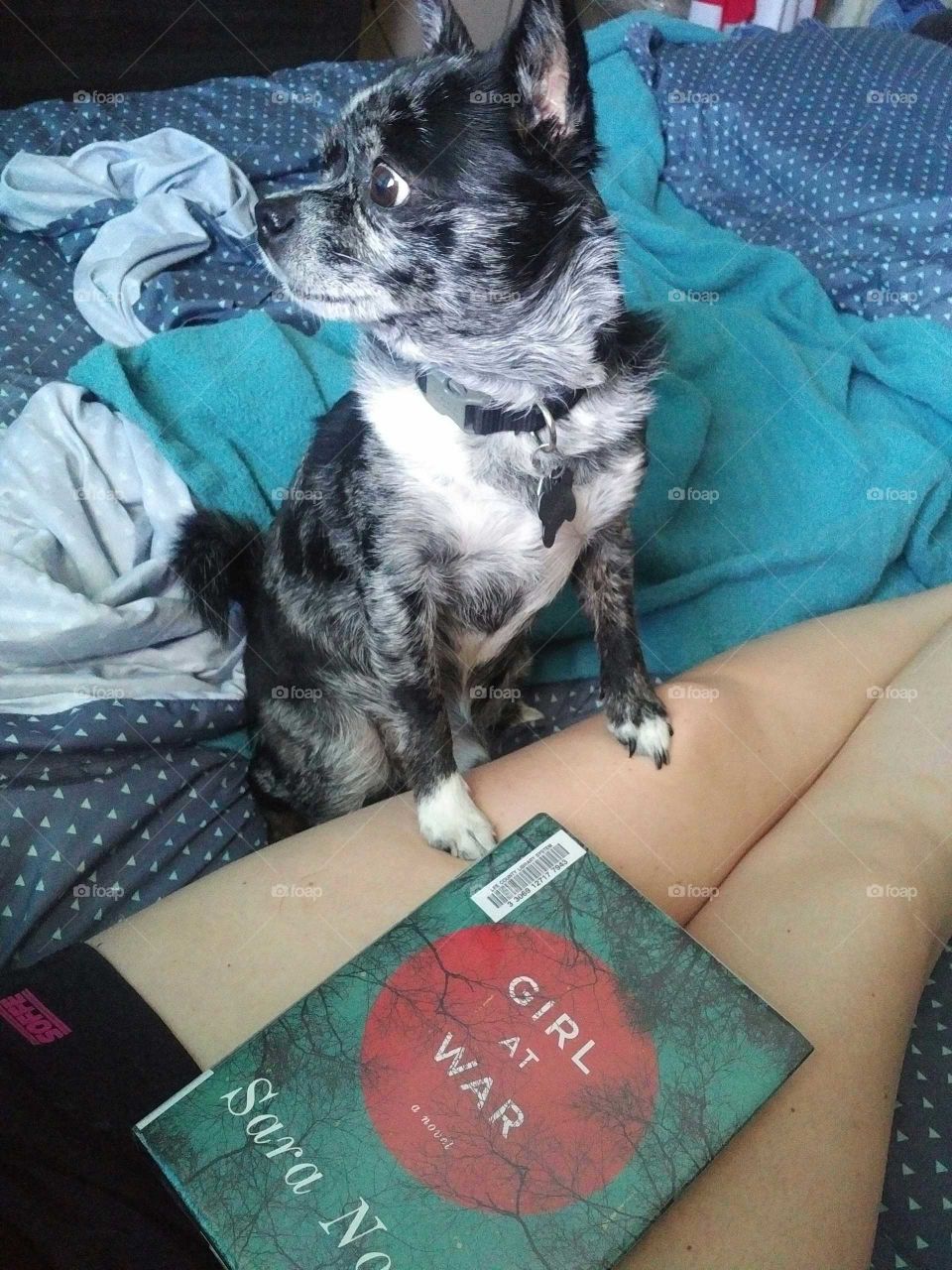 Chihuahua and a book