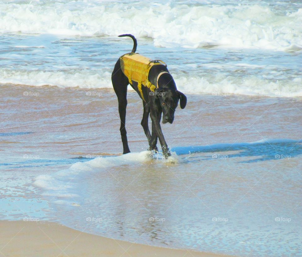 dog by the ocean