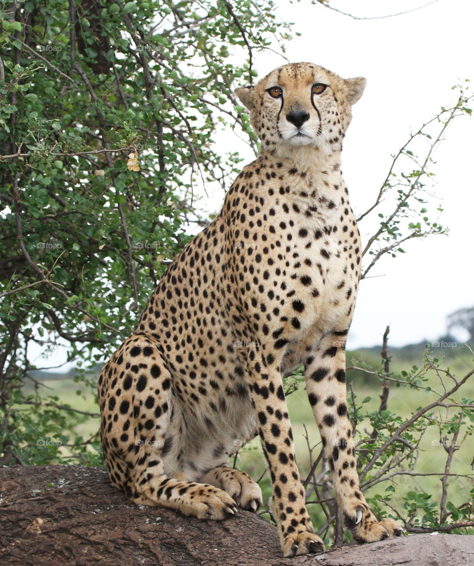 Tarangire wildlife Pictures