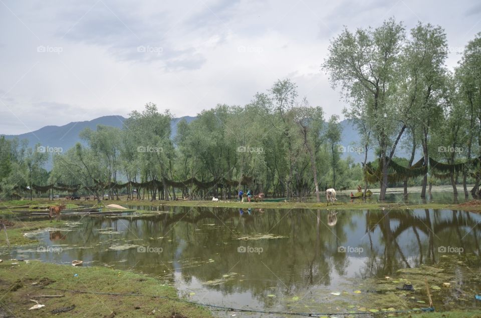 Water, Nature, River, Tree, Reflection