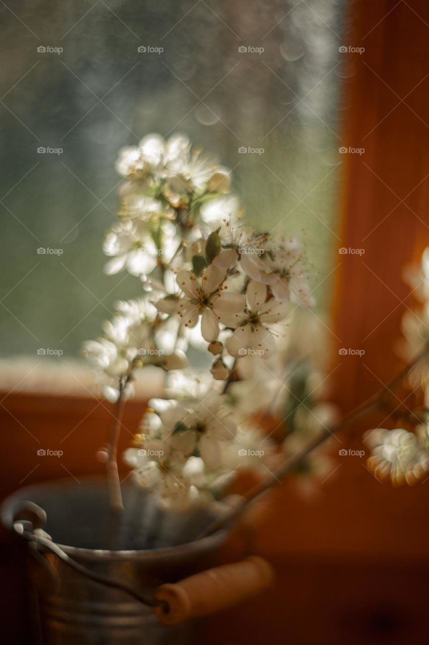 Cherry blossom branch with light sparkle. Manual helios lense