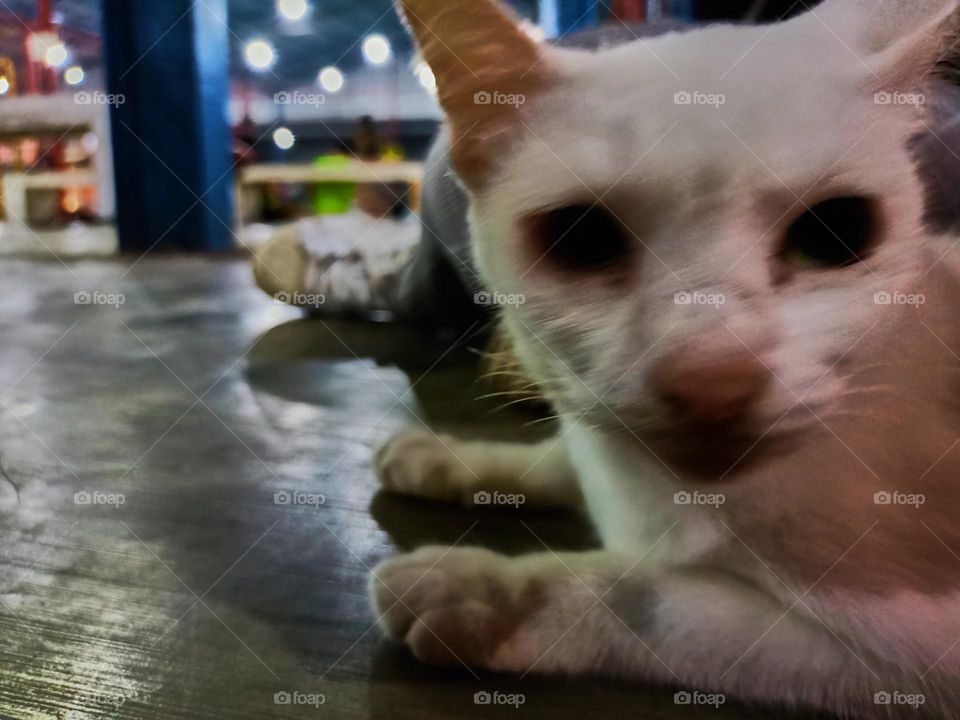 Stray cat keep calm on the alley