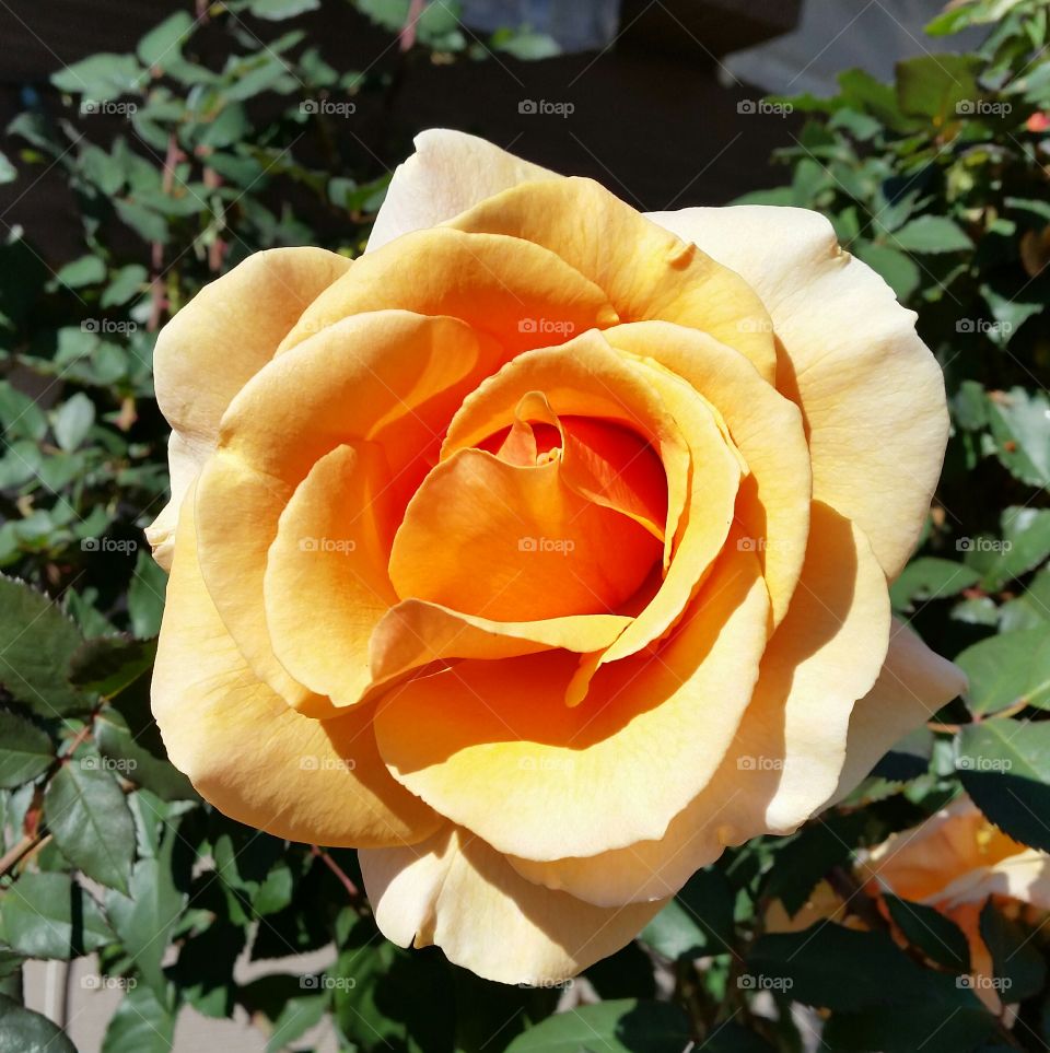 Tangerine colored Rose!