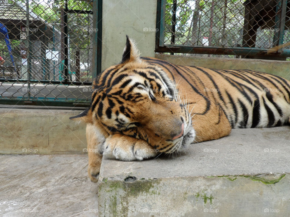 tiger sleep thailand by jabz