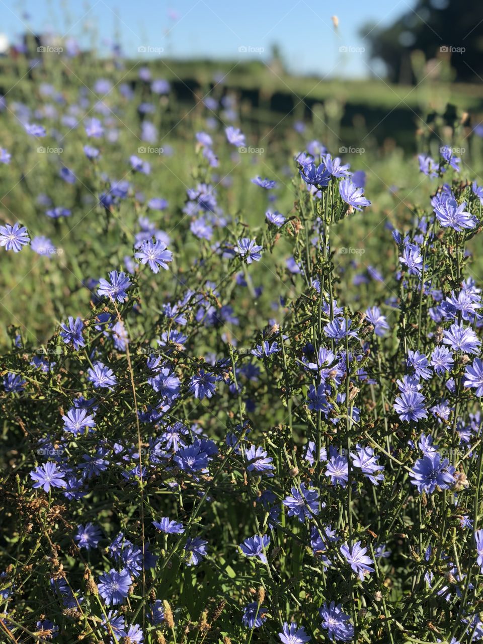 Chicory 