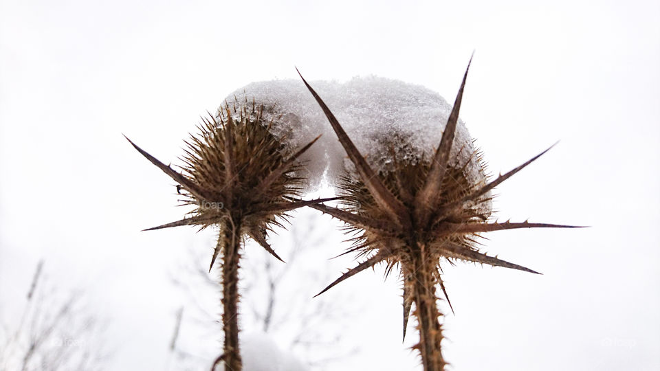 Snow caps