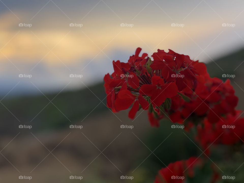 Flower and sunset 