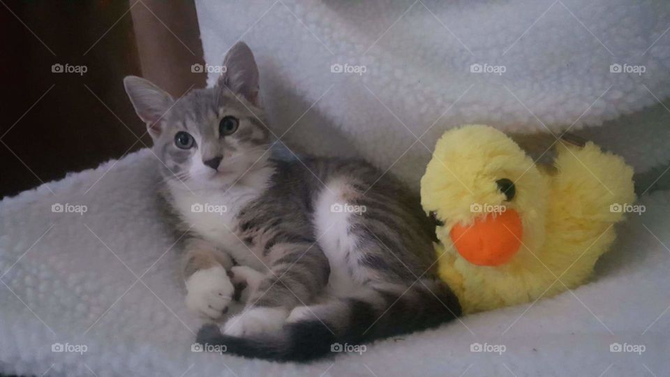 Mika with her nap time duck.