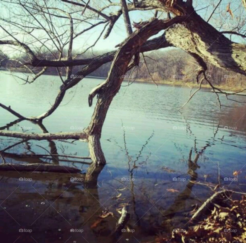 Tree down. a fallen tree in the lake