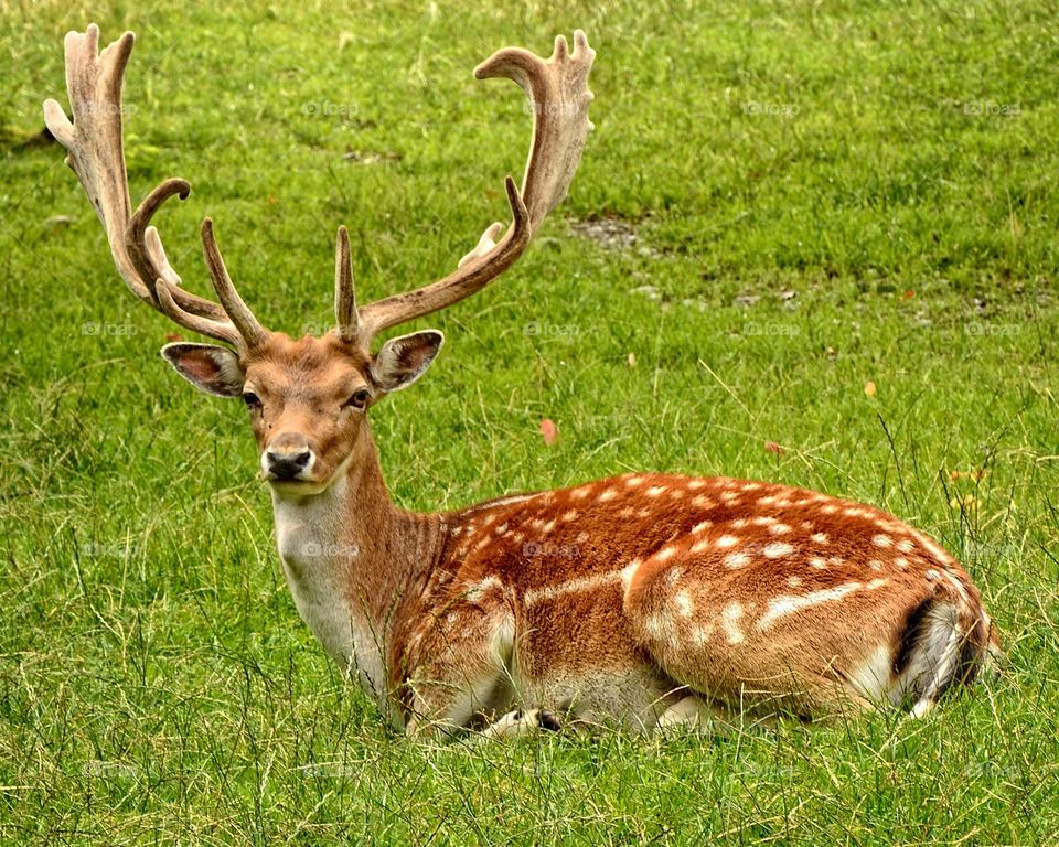 deer