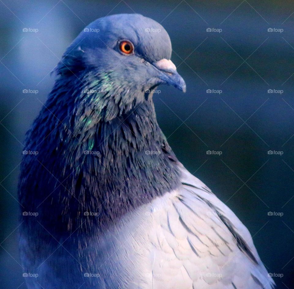 Portrait of a Pigeon