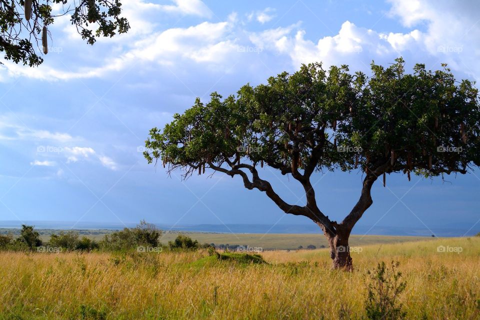 High angle view of sausage tree