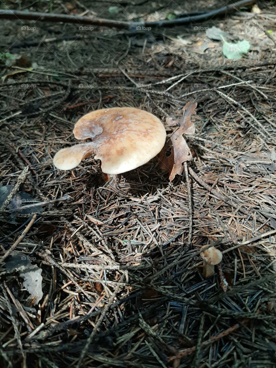 Наверно   несъедобный   гриб