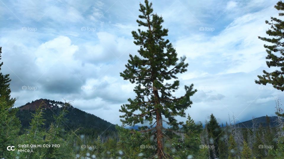 trees and forest series