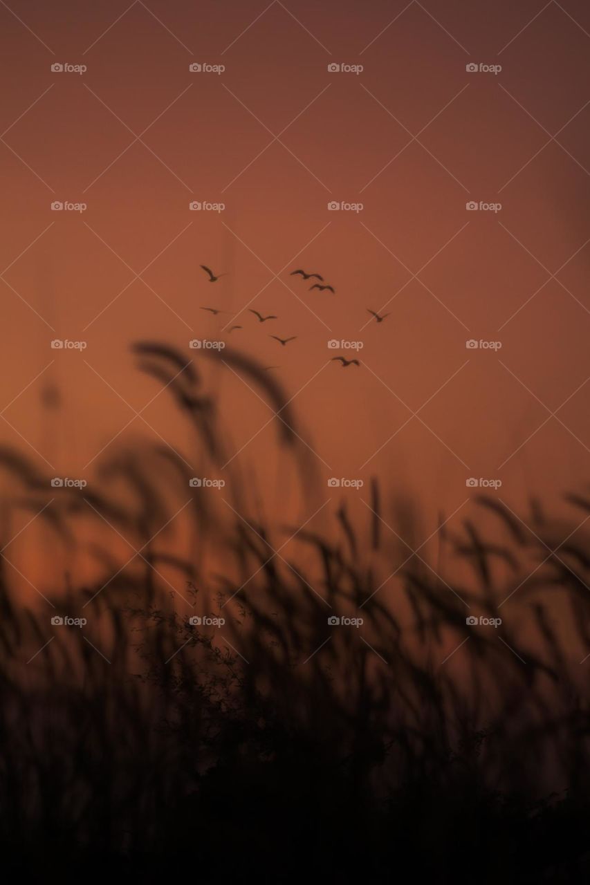 group of birds going home at sunset