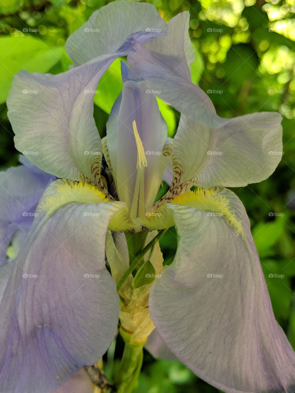 lovely vintage bearded iris