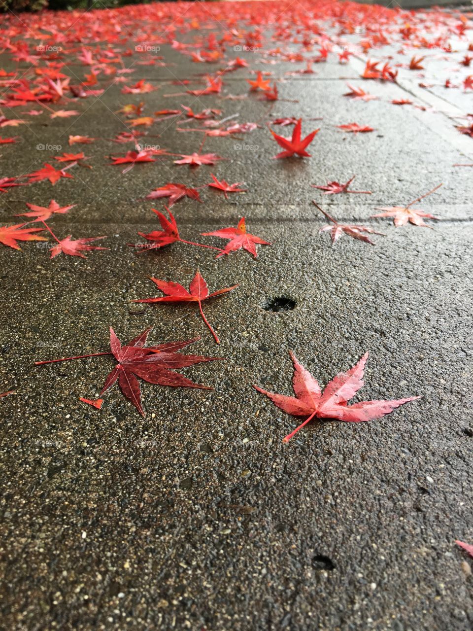 Red leaves on ground