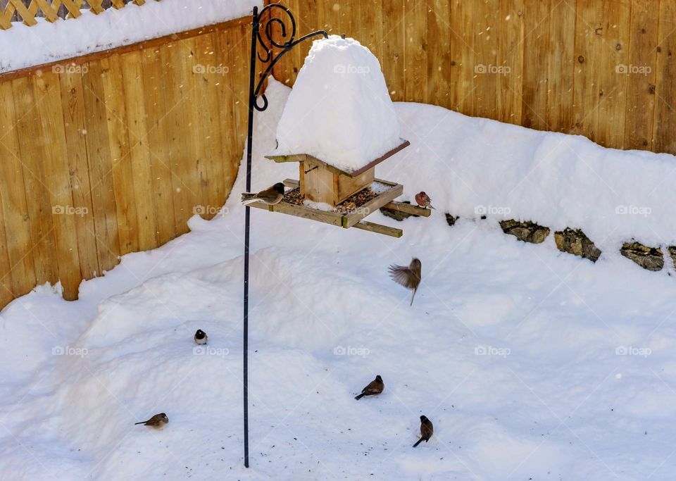 Birds in snowstorm on bird feeder 