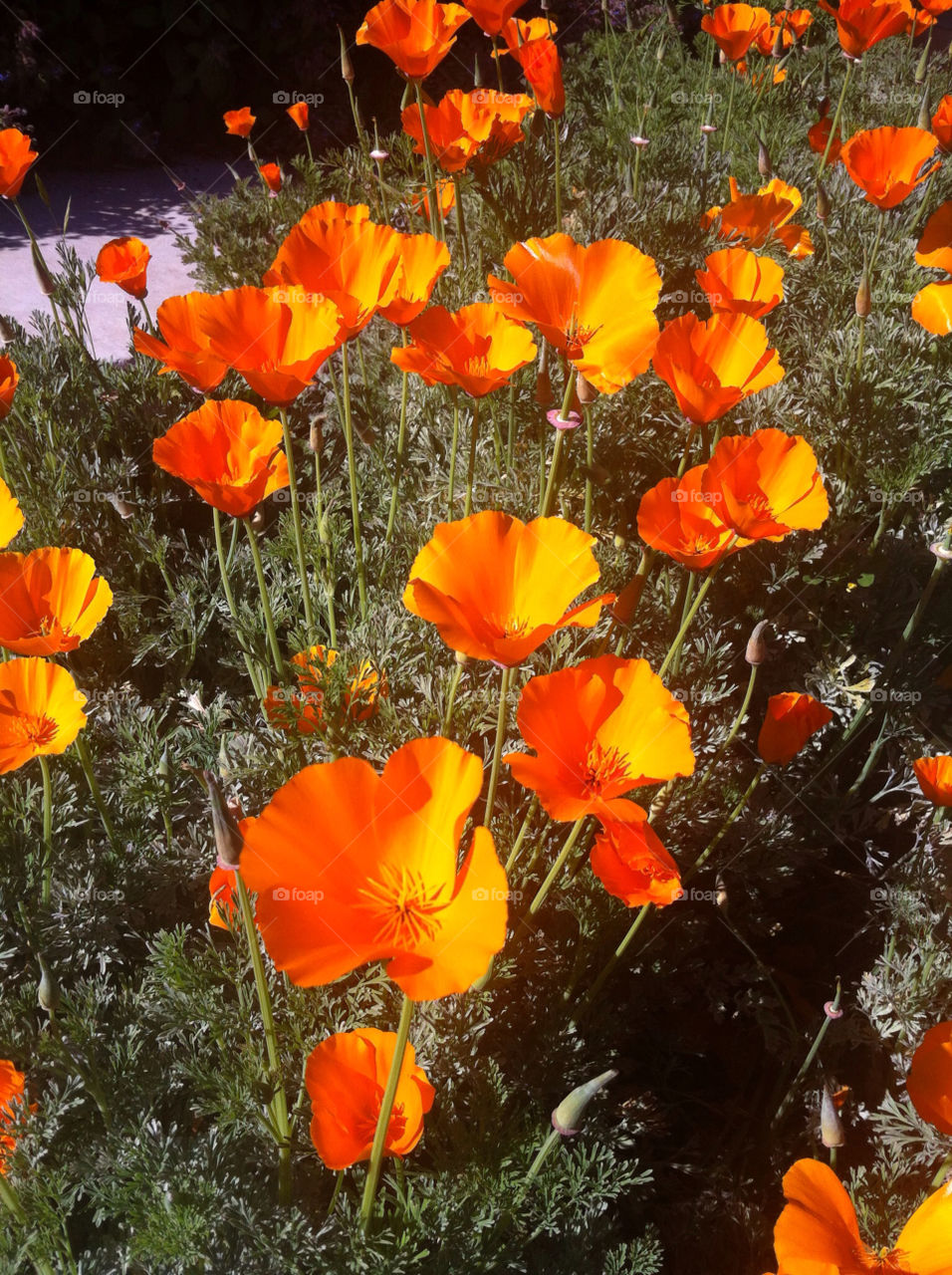 California poppies.